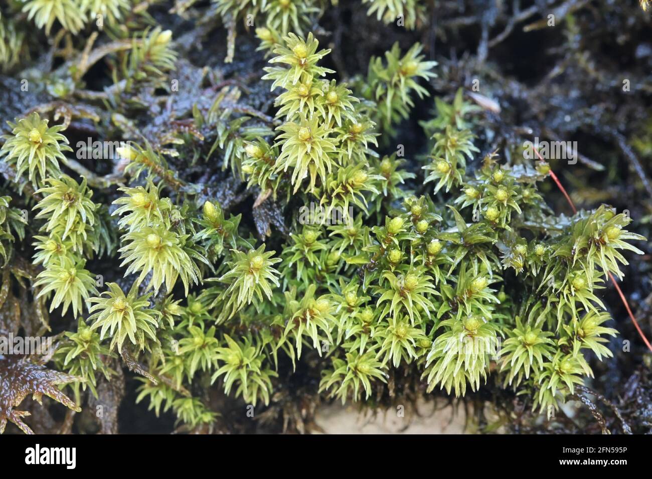 Aulacomnium palustre, known as bog groove-moss or ribbed bog moss Stock Photo