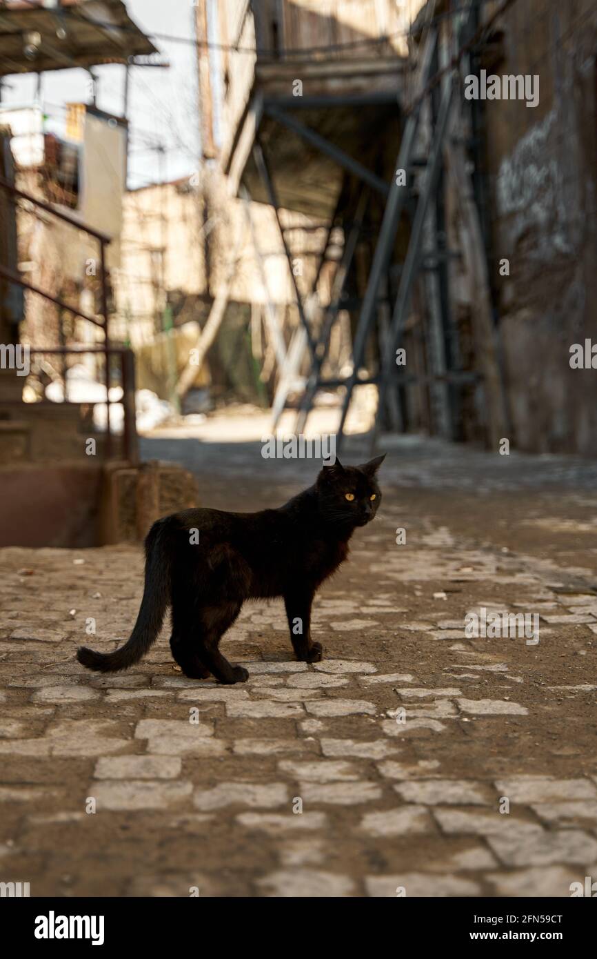 A stray black cat walks in the alley Stock Photo - Alamy