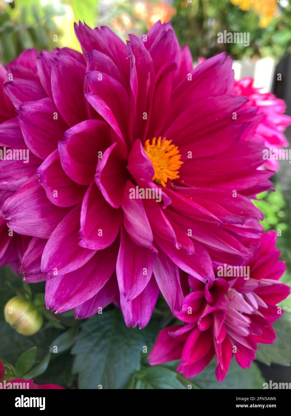 dark pink dahlia flowers close up shot Stock Photo - Alamy