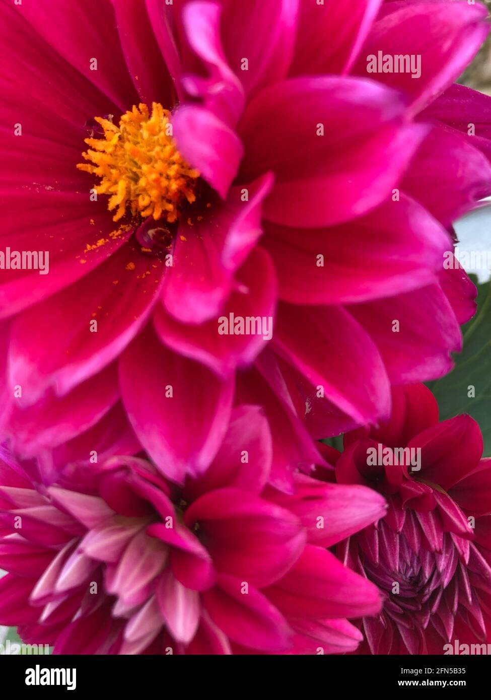 dark pink dahlia flowers close up shot Stock Photo - Alamy