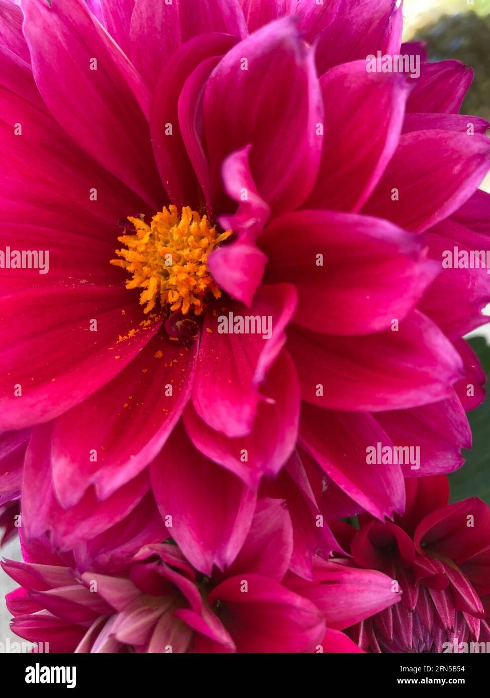 dark pink dahlia flowers close up shot Stock Photo