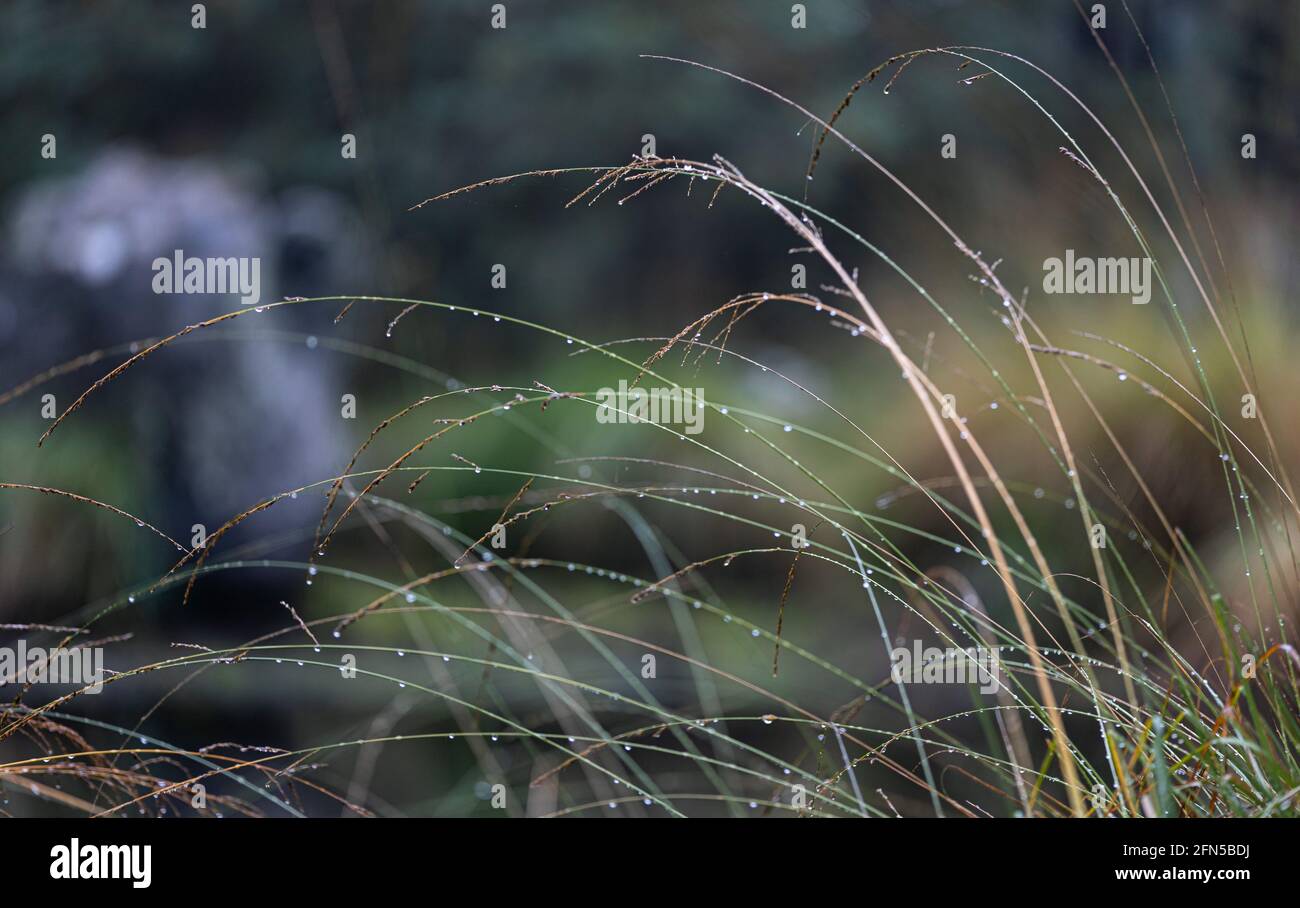 Wet green grass raindrops hi-res stock photography and images - Alamy