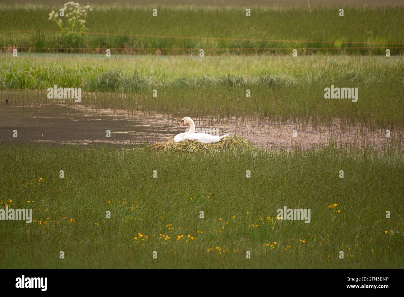 white swan nesting in natural lake (Toblacher See) in Toblach, South Tyrol, Italy Stock Photo
