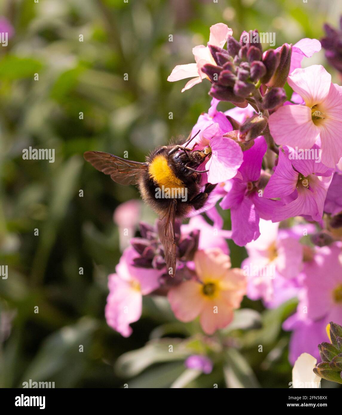 Bumble bee (bombus) on pink wallflower (erysimum cheiri) blossom in spring Stock Photo