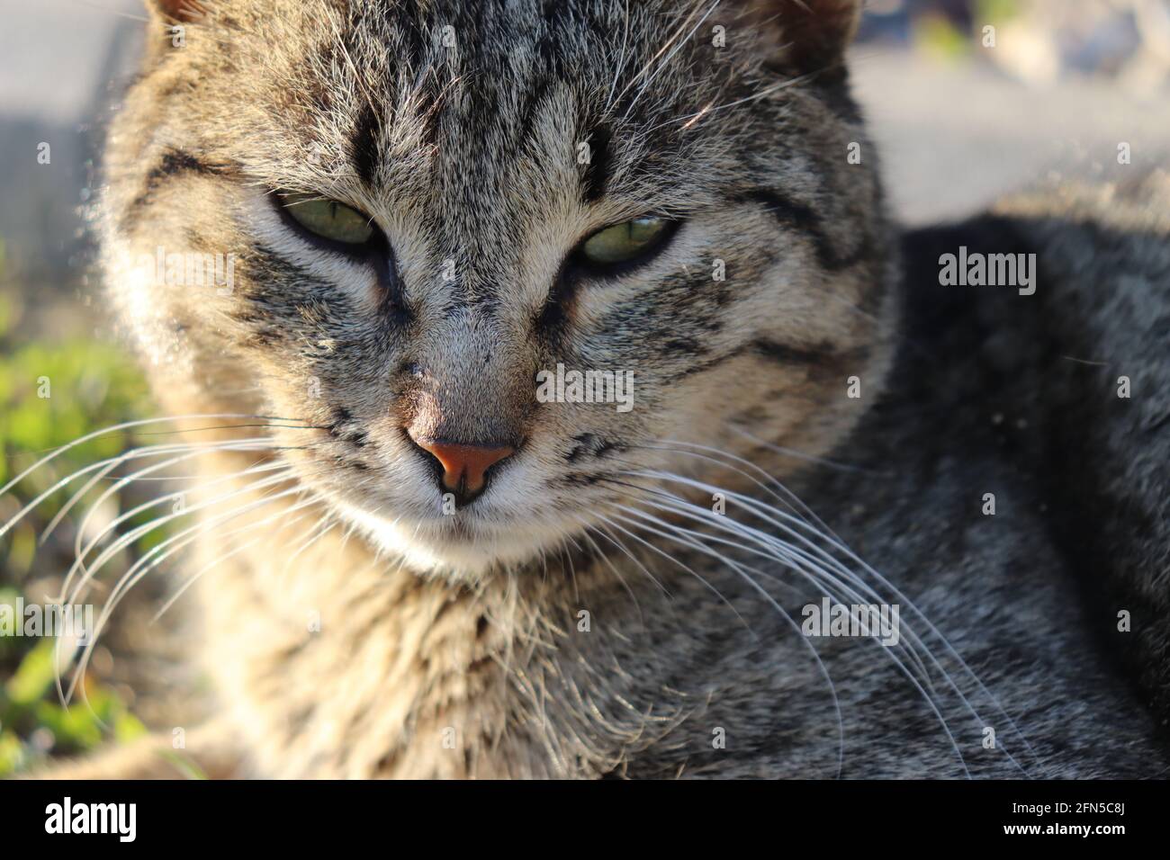 A domestic short haired cat Stock Photo