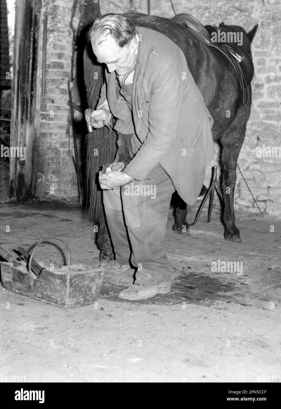 A blacksmith or farrier hammers nails into a shoe on the rear hoof of a black horse in the 1950s Stock Photo