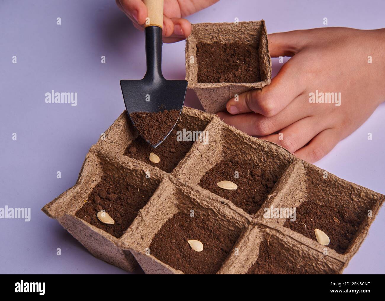 plant seeds are planted in seedling boxes Stock Photo Alamy