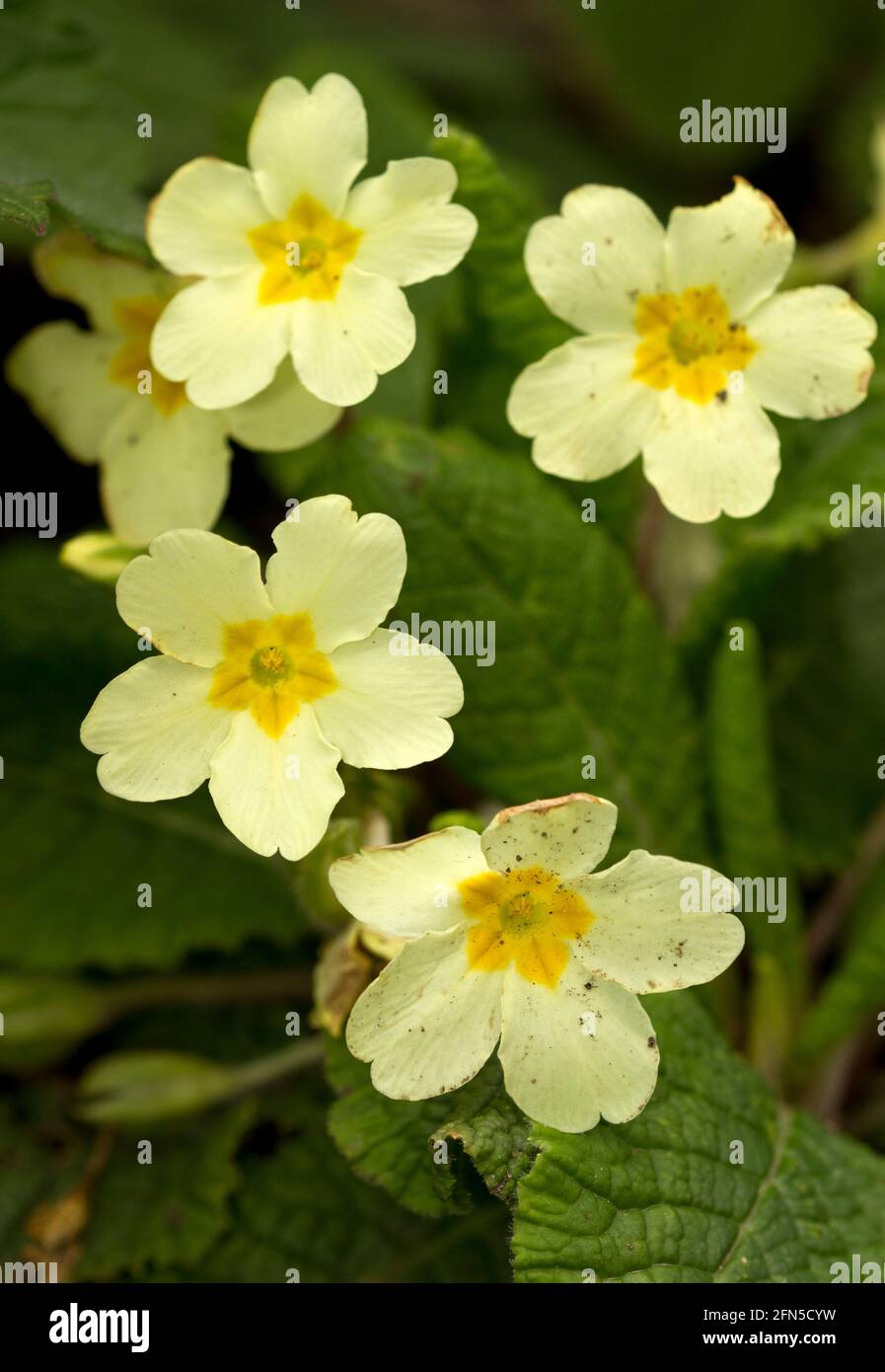 In early Spring the Primrose is one of the first wild flowers to come into bloom. They are the ancestors of the Primula, much favoured by gardeners Stock Photo