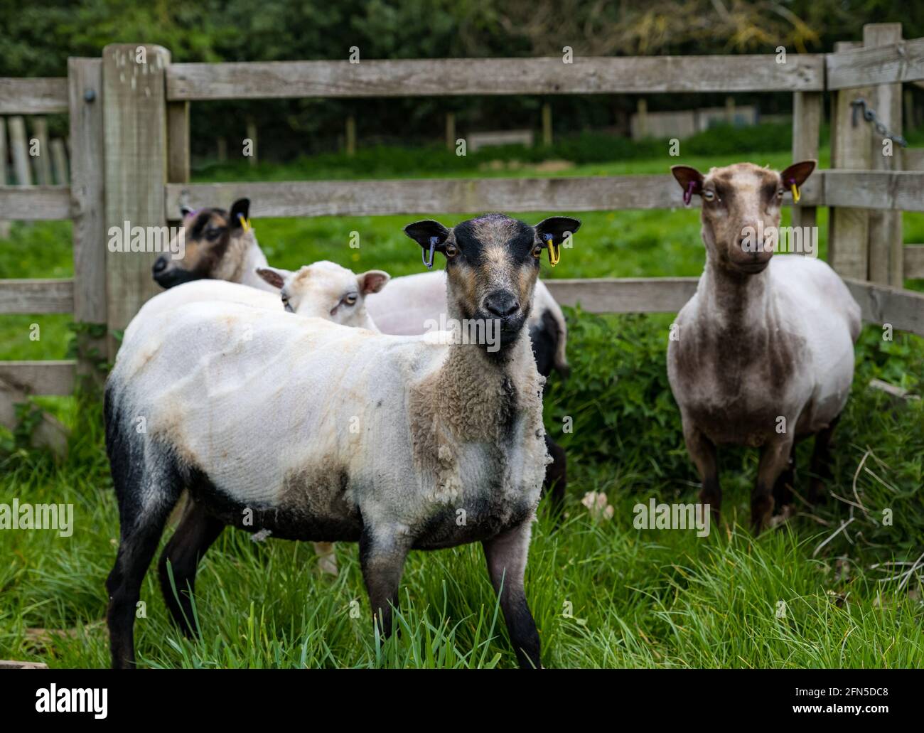 East Lothian, Scotland, United Kingdom, 14th May 2021. Sheep shearing