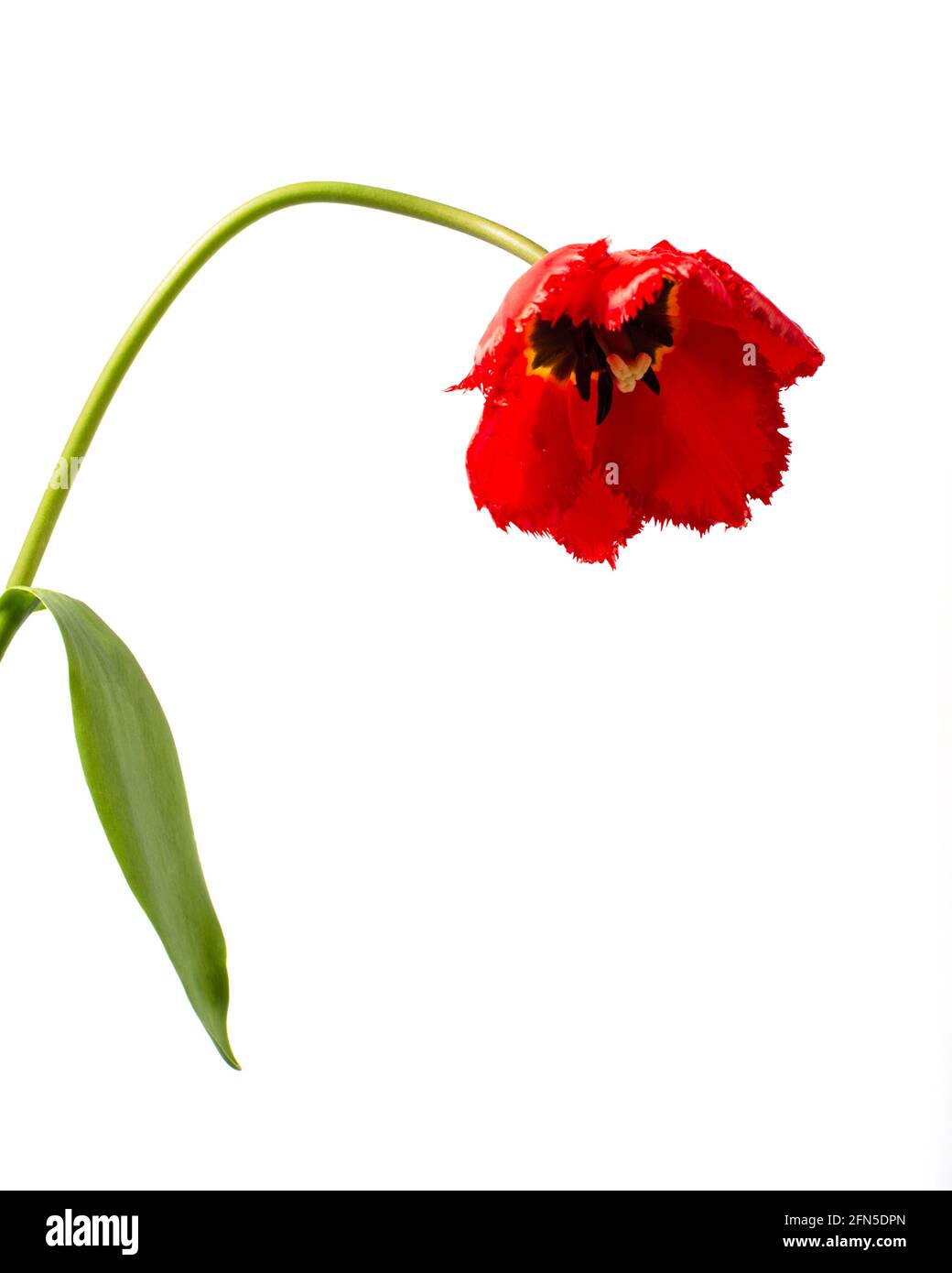 Red tulip isolated on white background. Close up Stock Photo - Alamy