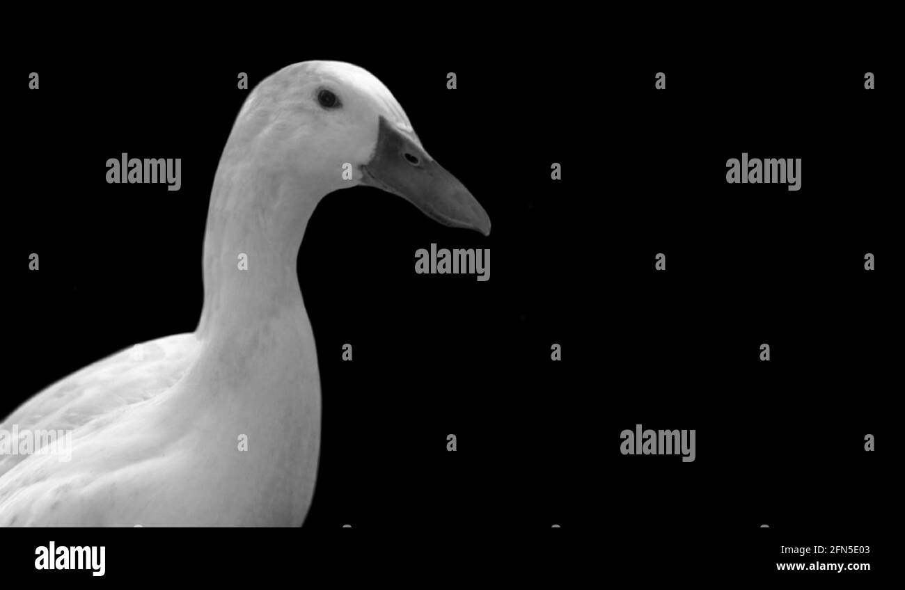 Cute White American Duck In The Black Background Stock Photo