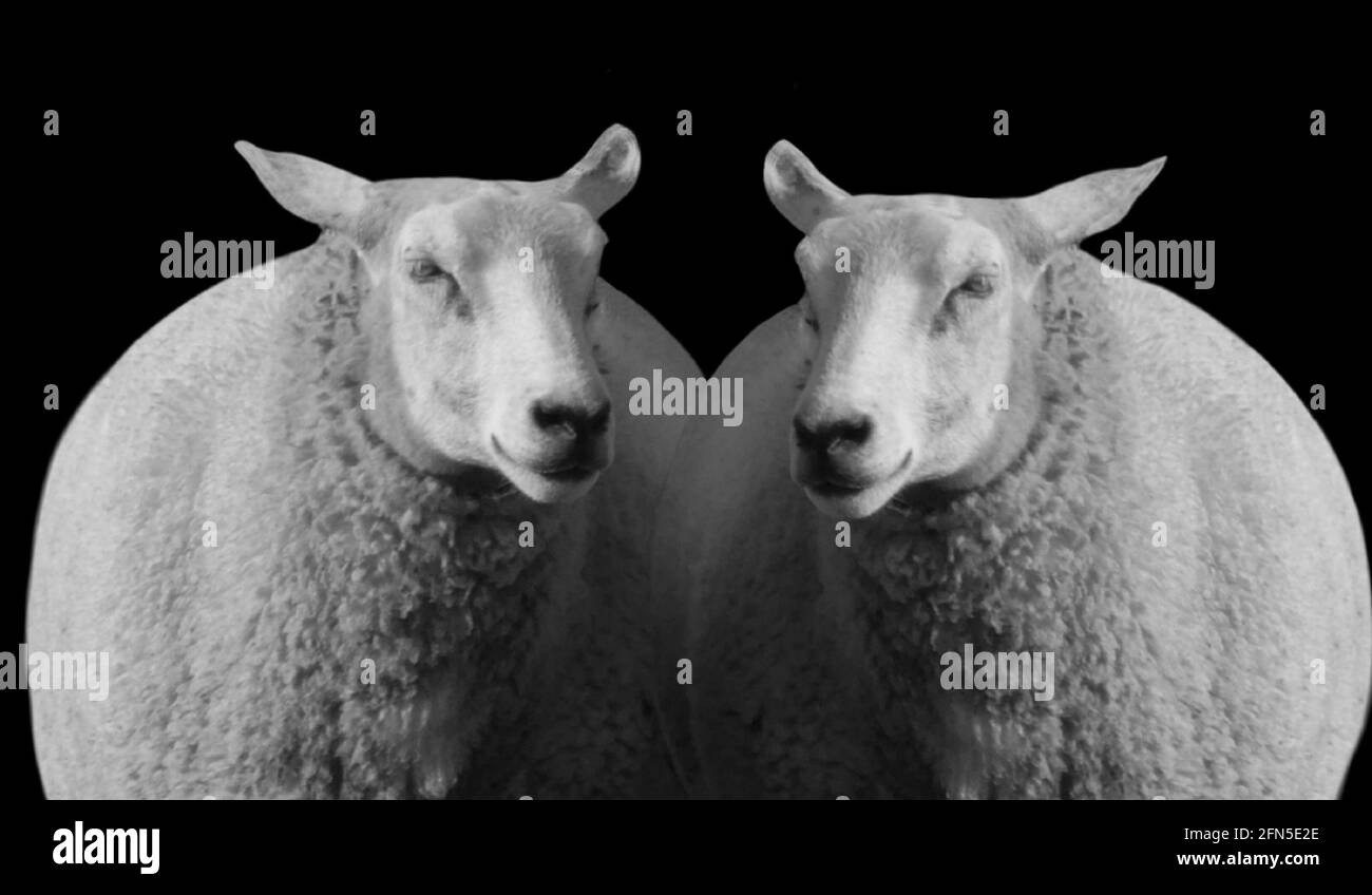 Two Sheep Fun On The Black Background Stock Photo
