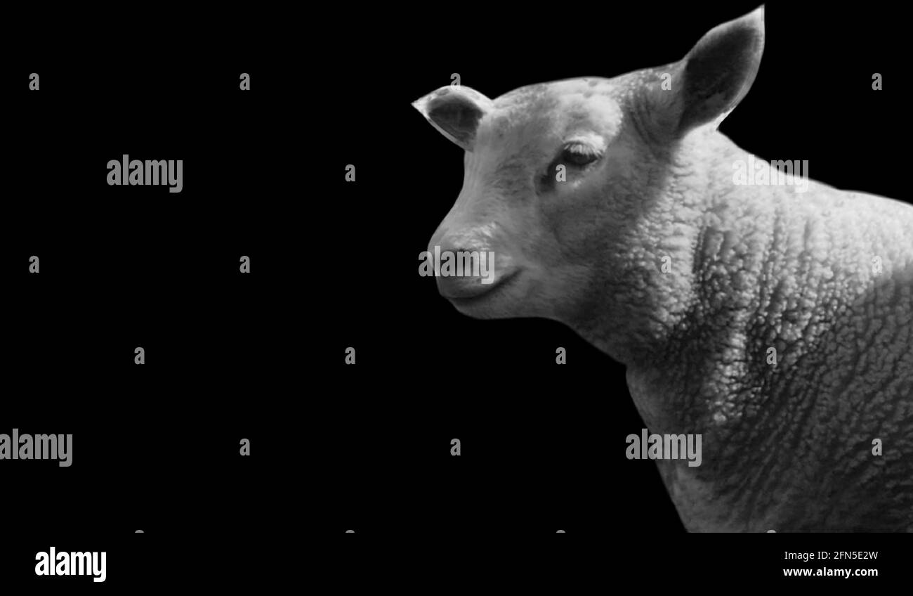 Baby Sheep Closeup Face In Dark Background Stock Photo