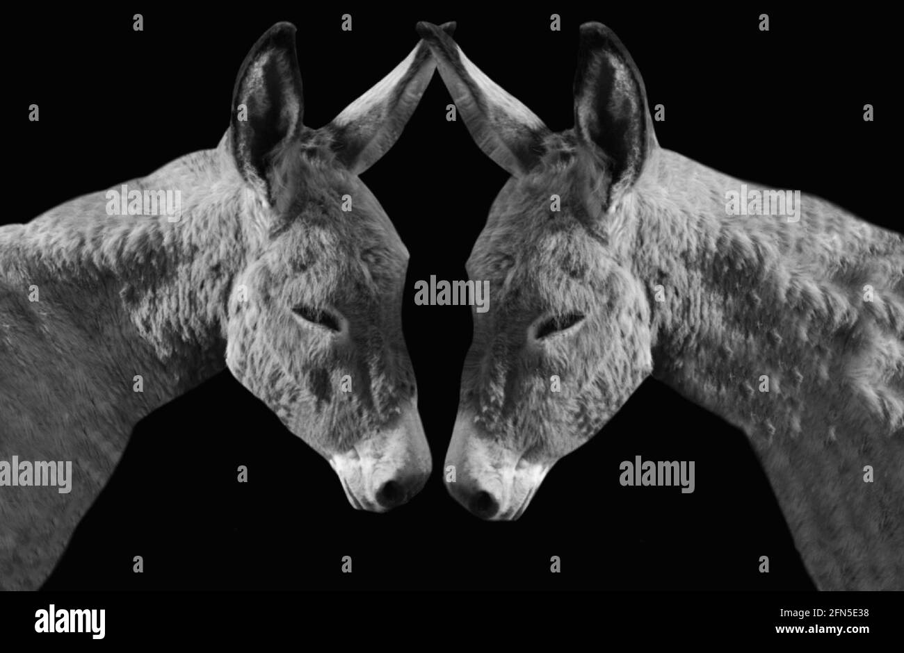 Two Donkey Closeup Face In The Black Background Stock Photo