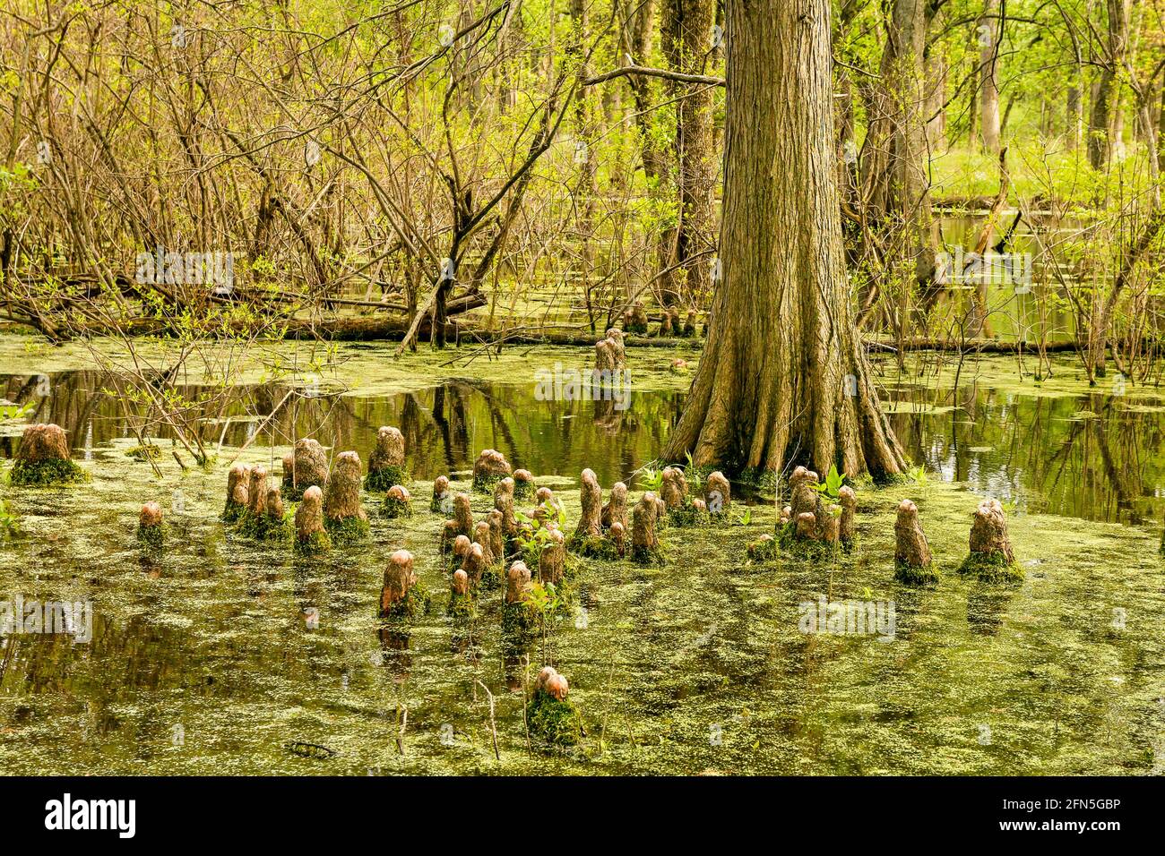 Bald cypress tree and cypress knees, duckweed covered swamp. Salt Creek Nature Preserve, Cook County, Illinois. Stock Photo