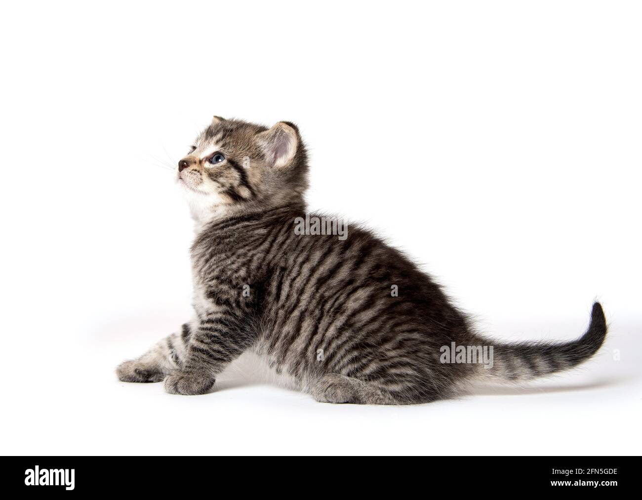 Cute baby tabby kitten isolated on white background Stock Photo - Alamy