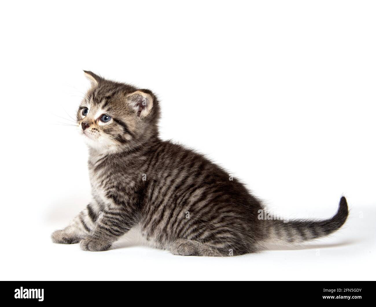 Cute baby tabby kitten isolated on white background Stock Photo - Alamy