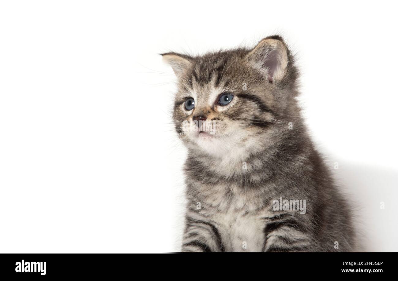 Cute baby tabby kitten isolated on white background Stock Photo - Alamy