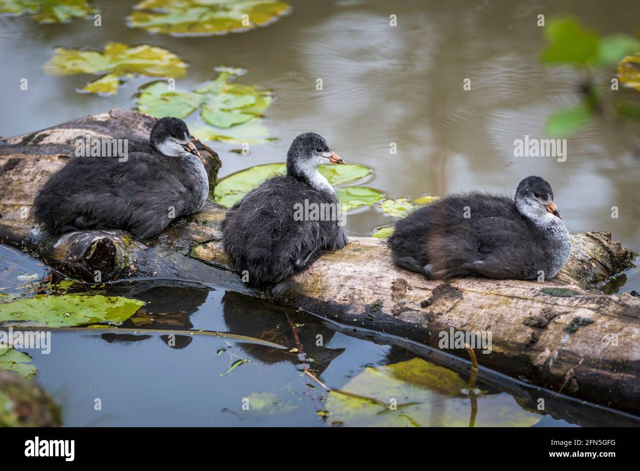 Three Coot babies in a line resting on a log. Stock Photo