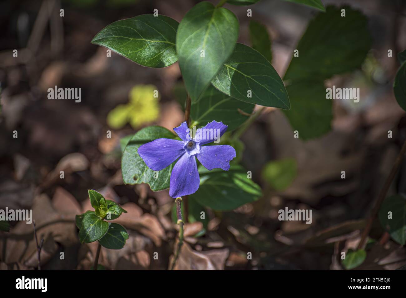 Periwinkle flower in spring Stock Photo