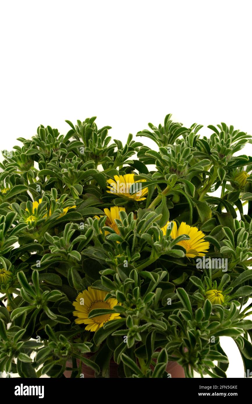 Pallenis maritima in pot with white background, seen closely Stock Photo