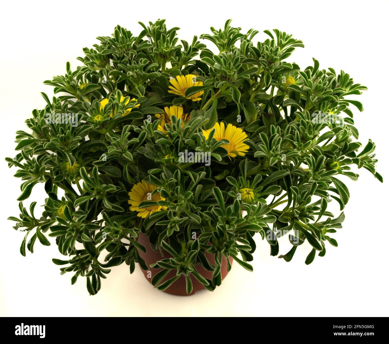 Pallenis maritima in pot with white background, top view Stock Photo
