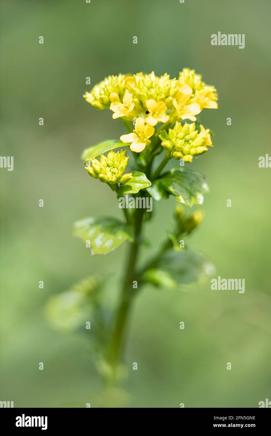 Closeup of flowers of wildflower Bittercress, Barbarea vulgaris, in the spring against green background Stock Photo