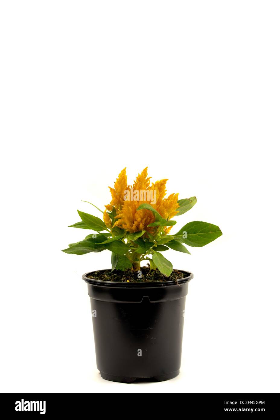 celosia argentea with orange flower in pot with white background Stock  Photo - Alamy