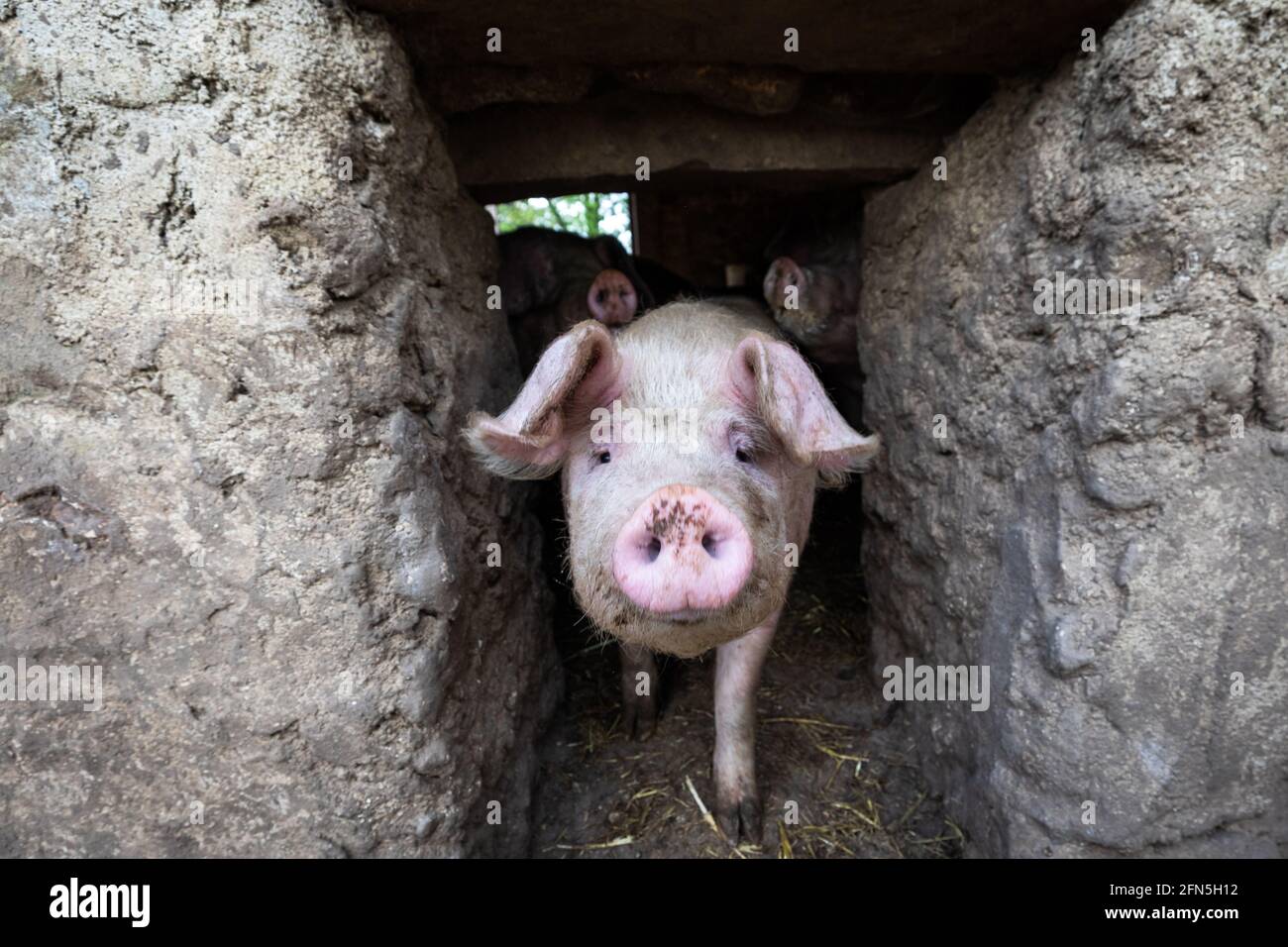A pig in an organic French farm Stock Photo