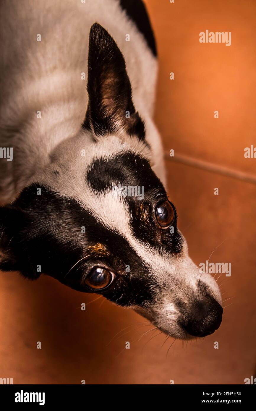 Mini Fox Terrier High Resolution Stock Photography And Images Alamy