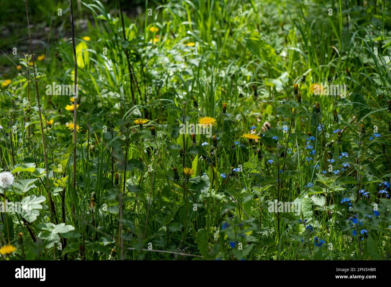 English lawn weeds hi-res stock photography and images - Alamy