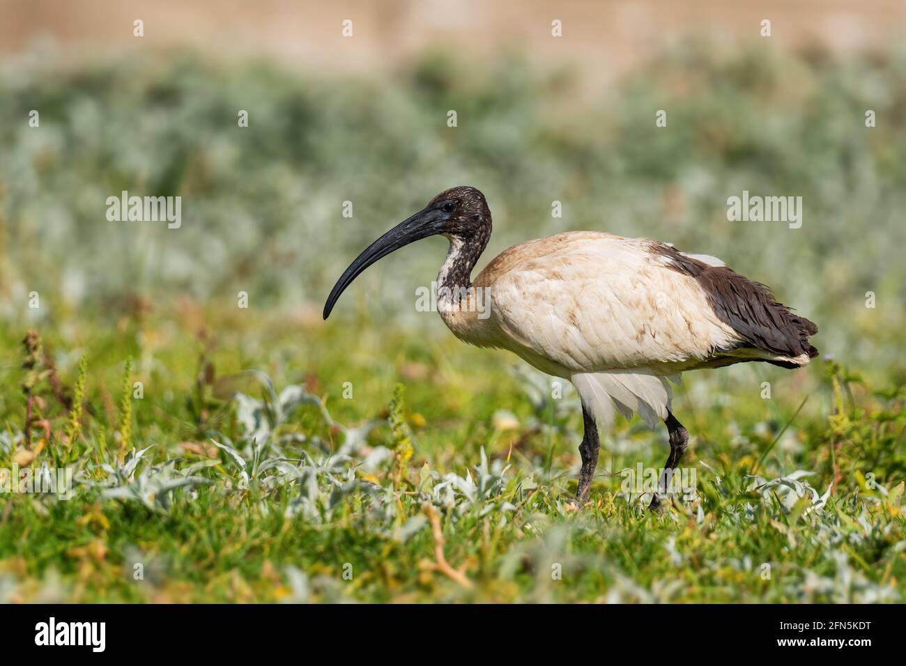 Sacred Ibis - Threskiornis aethiopicus, beautiful black and white ibis from African fields and meadows, lake Ziway, Ethiopia. Stock Photo