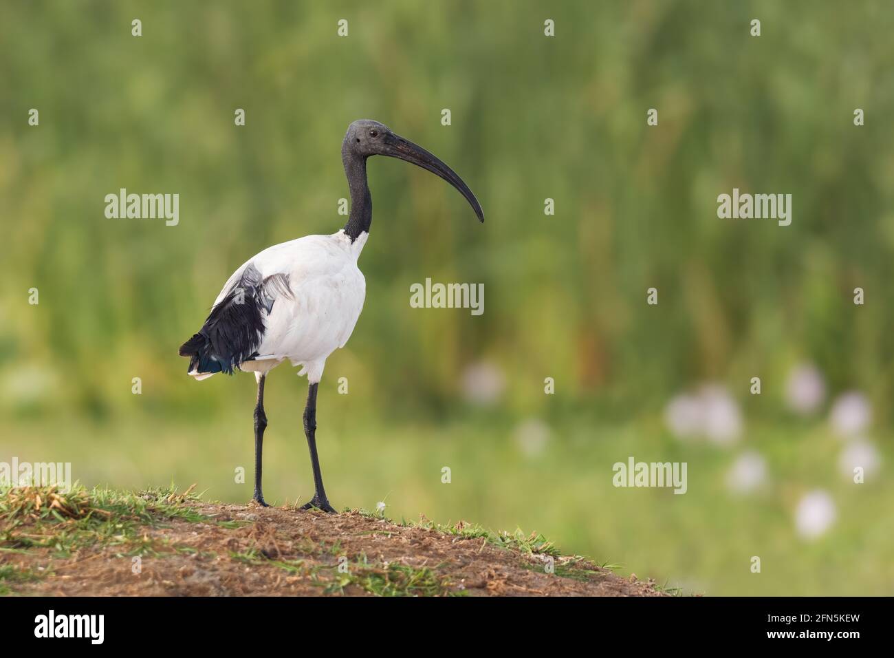 Sacred Ibis - Threskiornis aethiopicus, beautiful black and white ibis from African fields and meadows, lake Ziway, Ethiopia. Stock Photo