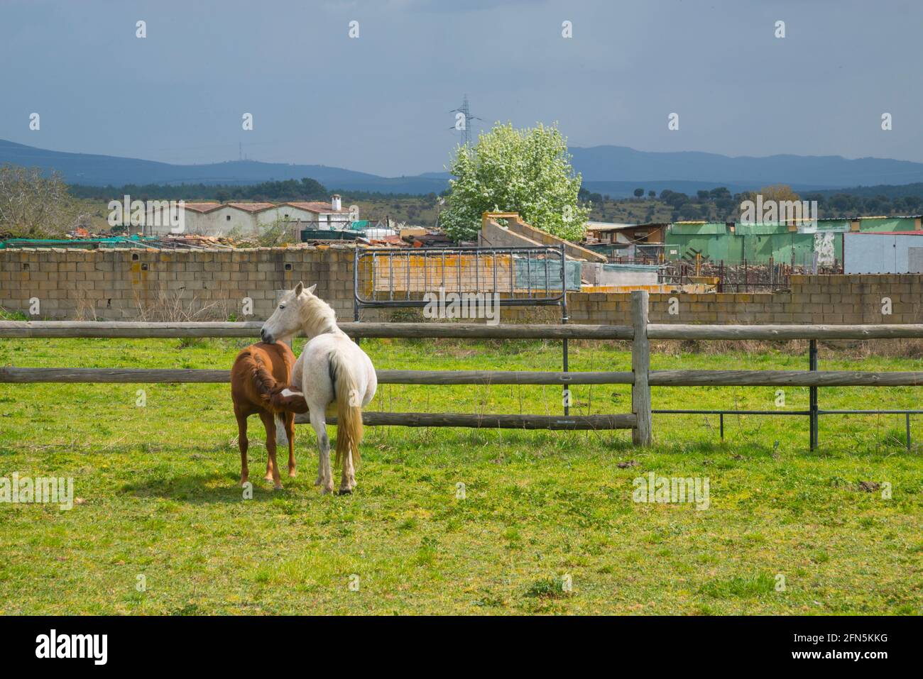 Two horses in a meadow. Gandullas, Madrid province, Spain. Stock Photo