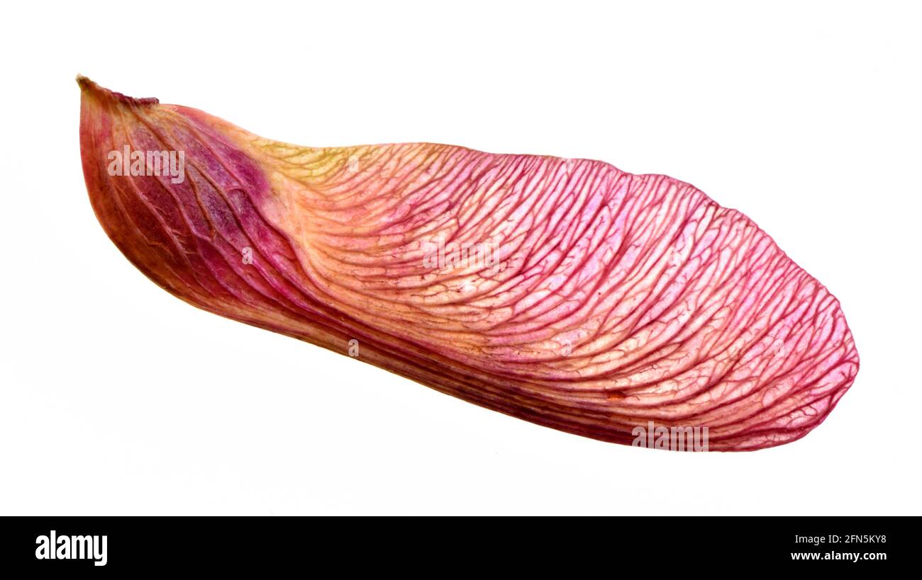Red Maple Tree Seed