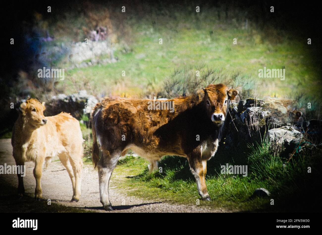 country cow's :  ganaderia de zona montañosa. Stock Photo