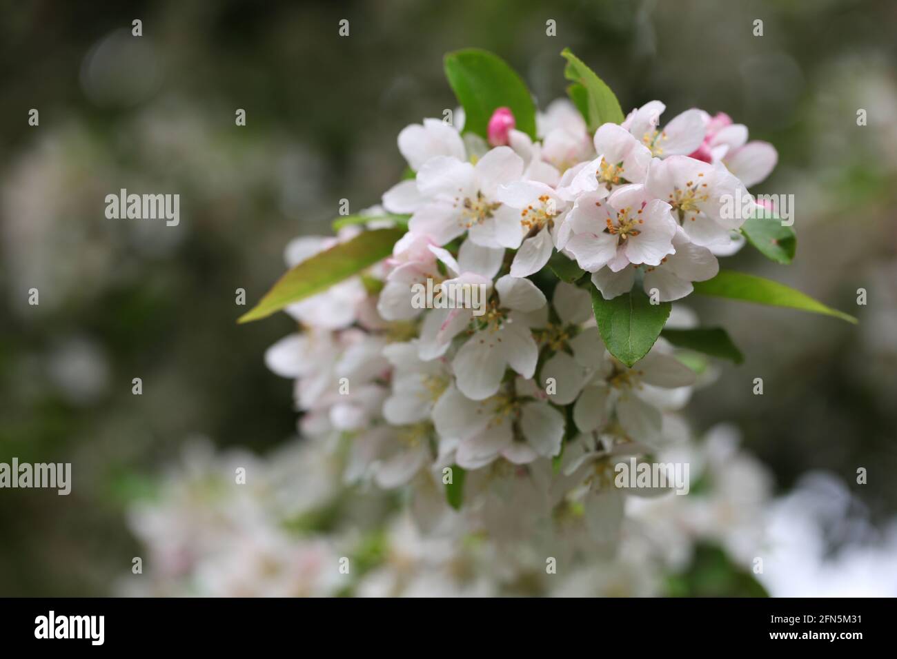 View of Malus 'Winter Gold' apple blossoms, Spring 2021 Stock Photo