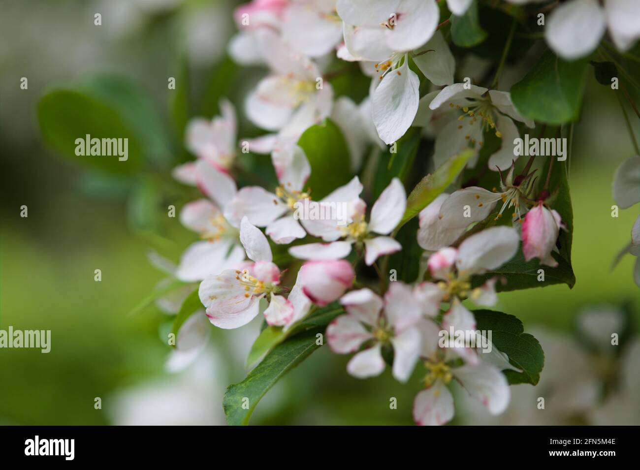 View of Malus 'Winter Gold' apple blossoms, Spring 2021 Stock Photo