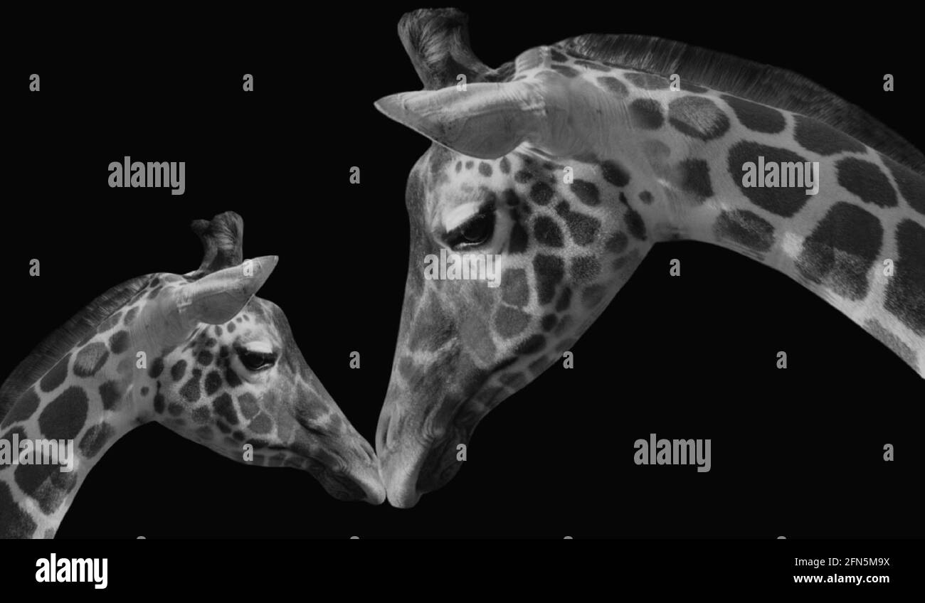 Mother And Baby Portrait Giraffe Closeup Face In The Black Background Stock Photo