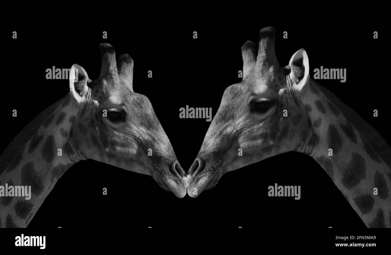 Two Beautiful Giraffe Close Together Stock Photo