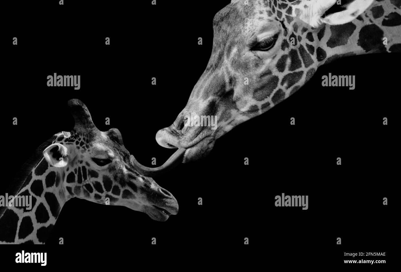 A Young Baby Giraffe And His Mother In The Black Background Stock Photo