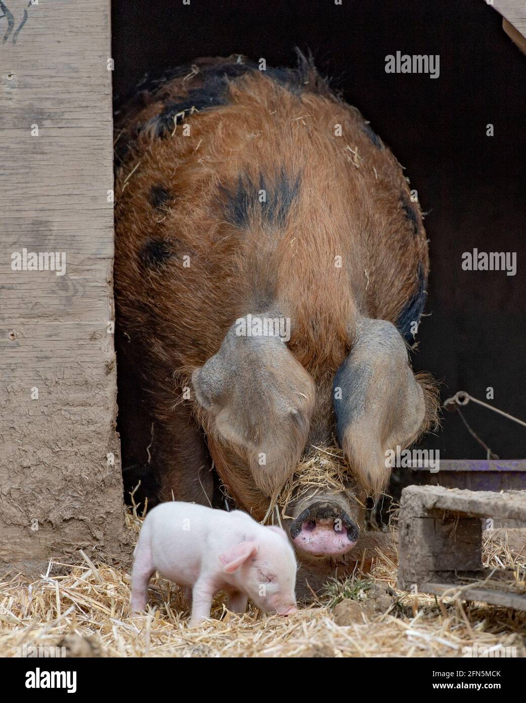 Oxford Sandy Black pig with piglets Stock Photo