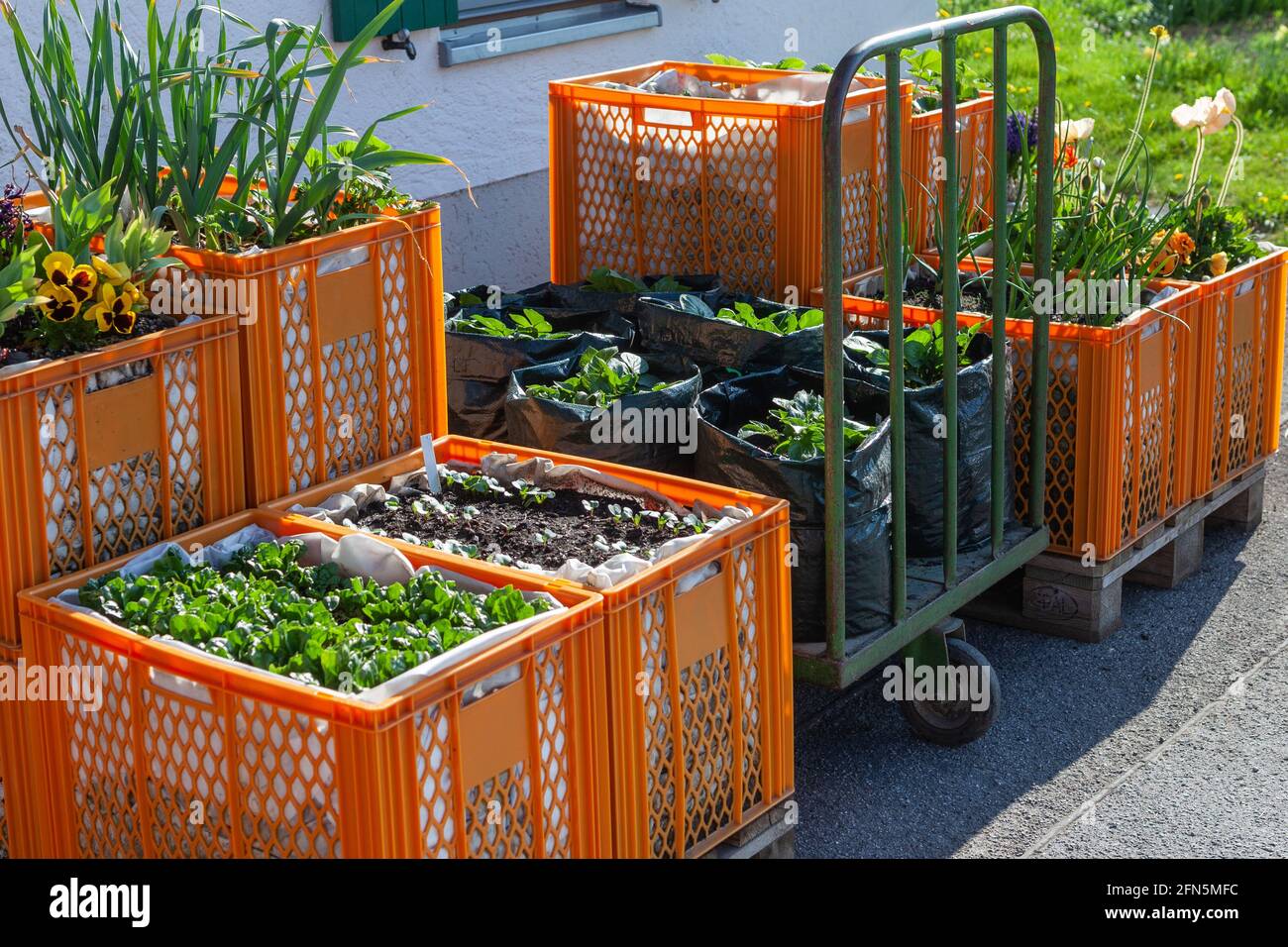 Flexible flower and vegetable beds in plastic crates Stock Photo