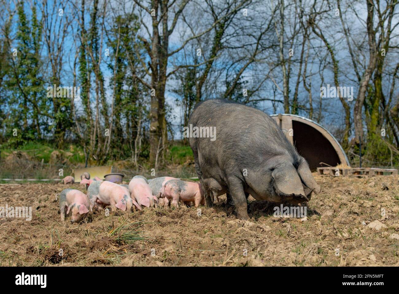 large black pig with her piglets Stock Photo