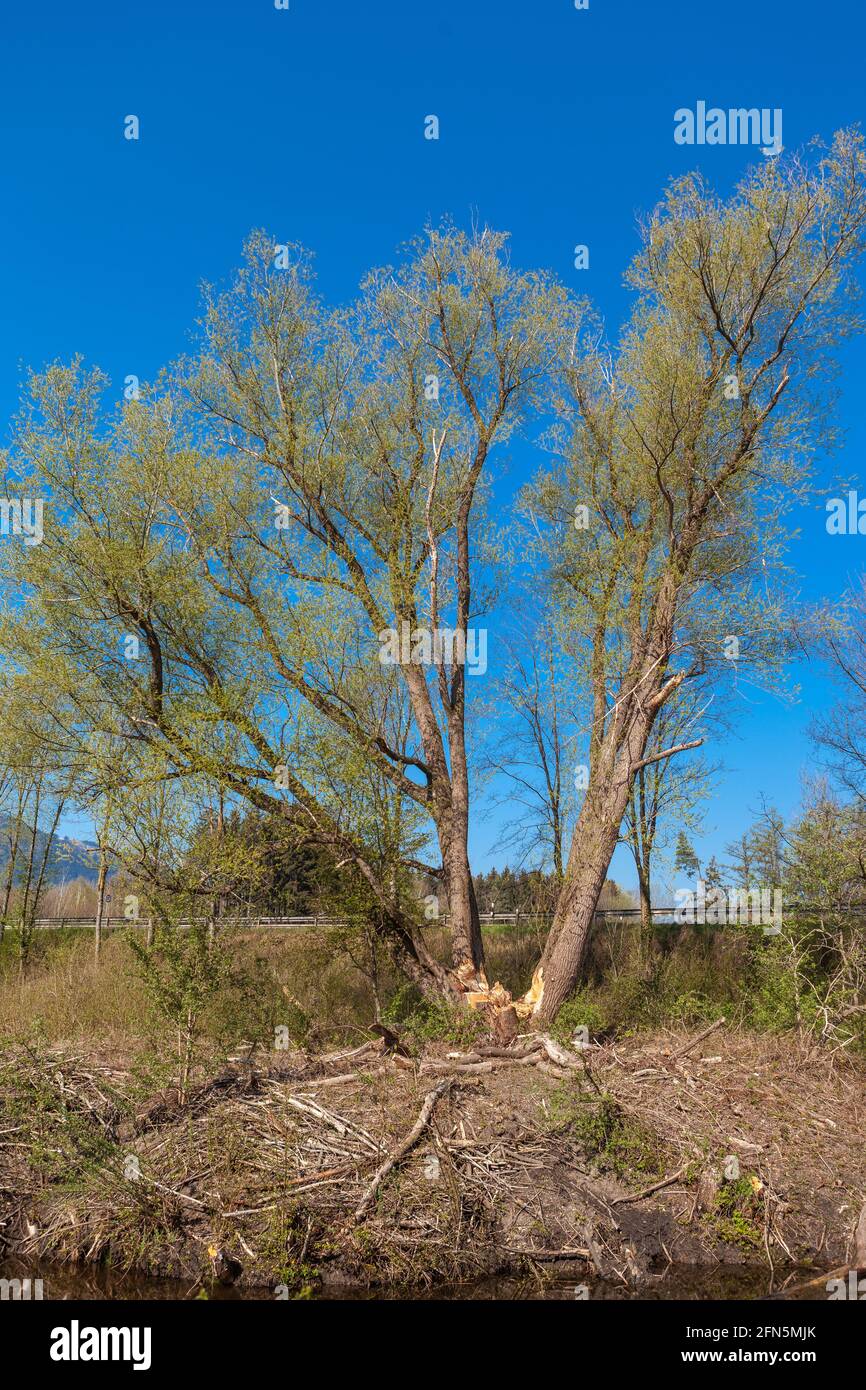 Traces of browsing by beavers on a group of trees Stock Photo