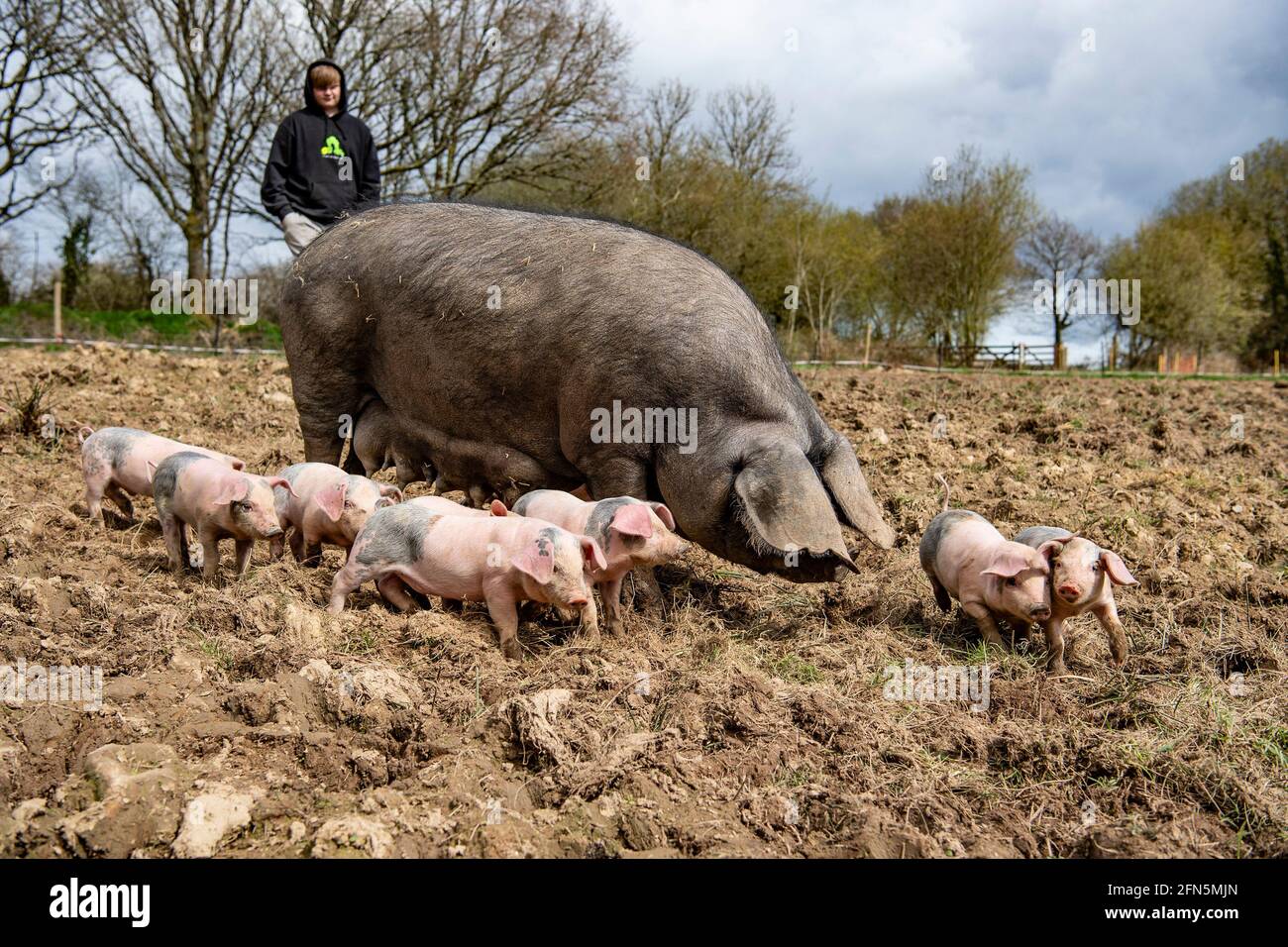 large black sow with a litter of piglets Stock Photo Alamy