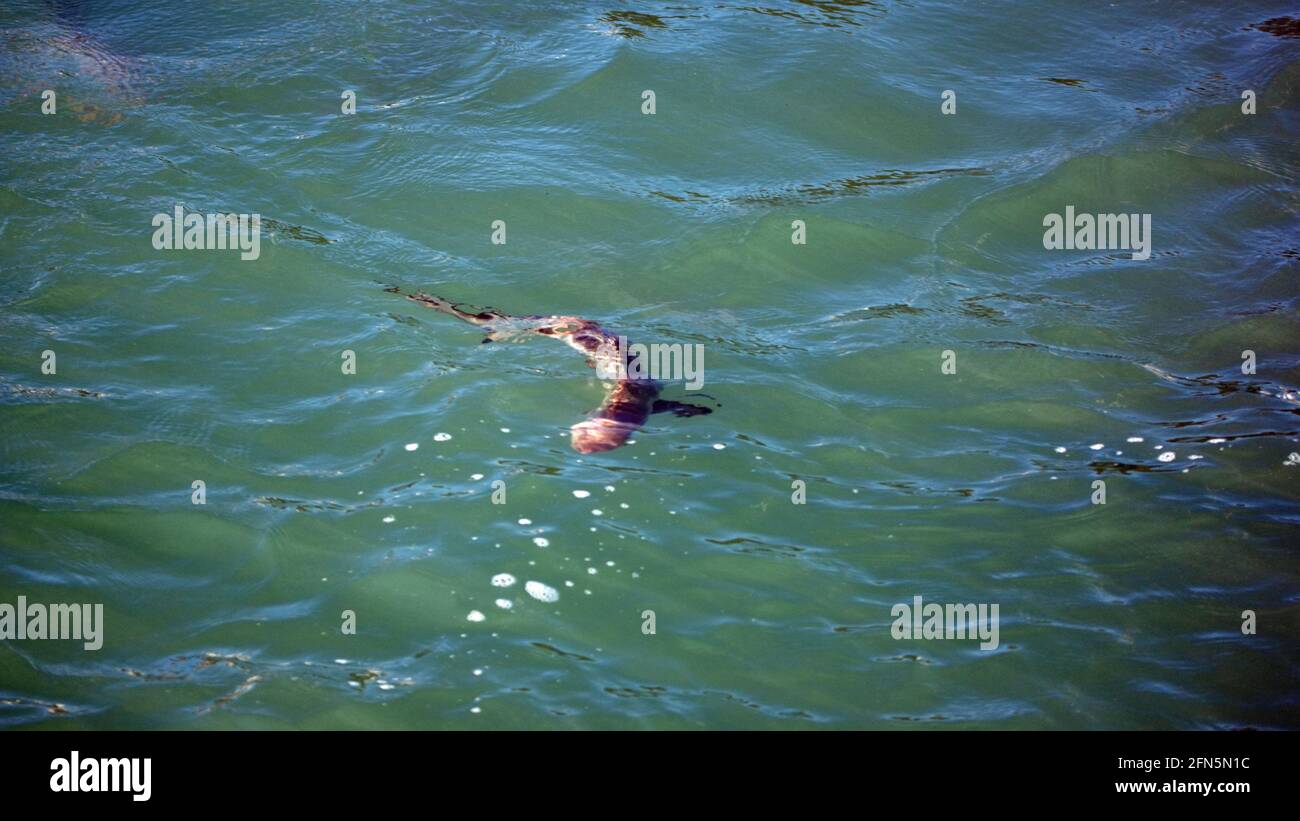 Baby black tip shark in the harbor in Puerto Ayora, Santa Cruz Island, Galapagos, Ecuador Stock Photo