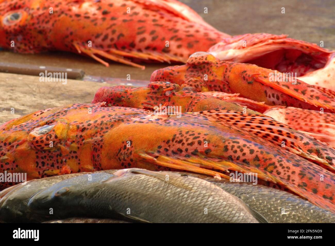 Scorpion fish for sale at the fish market in Puerto Ayora, Santa Cruz
