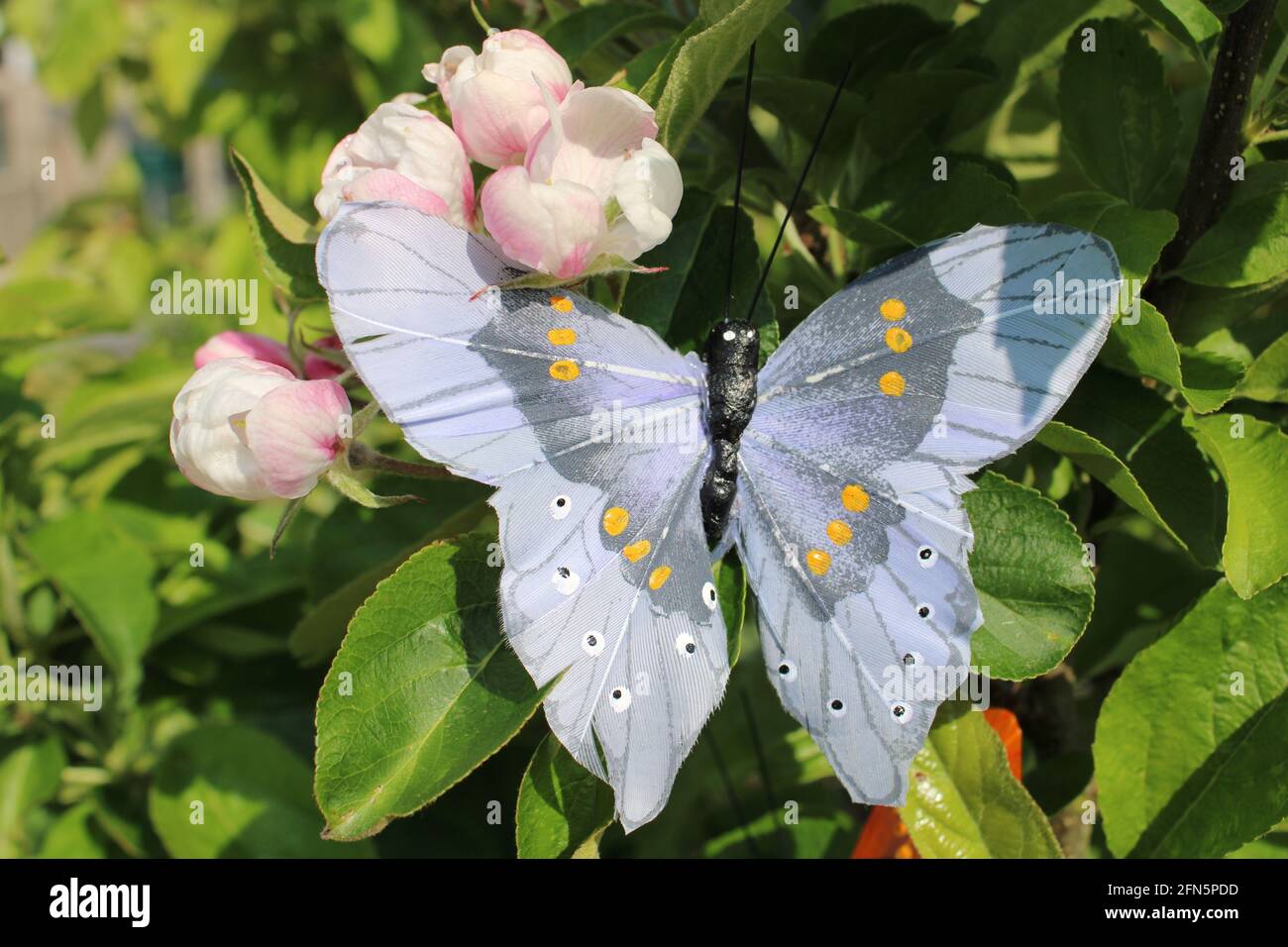 Large blue butterfly on apple blossom Stock Photo