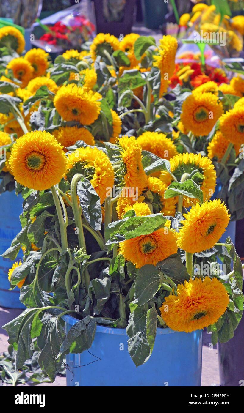 A large blue bucket of sunflowers on a bright sunny day in the market square, Place Richelme, of Aix-en-Provence, south of France Stock Photo